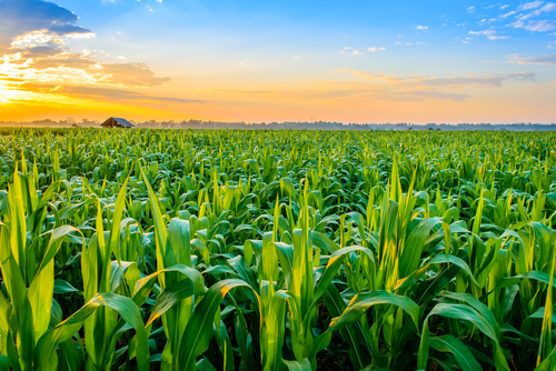 Corn