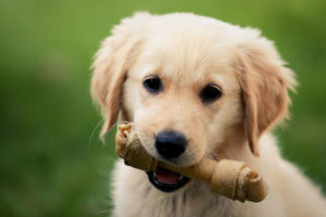 shutterstock_191218205 1 1 300x200
