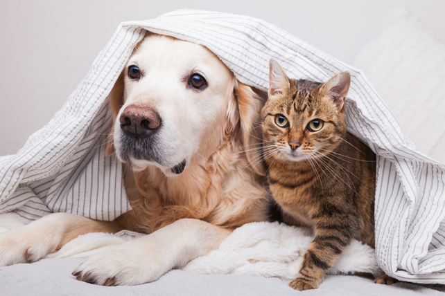 shutterstock_15449931381